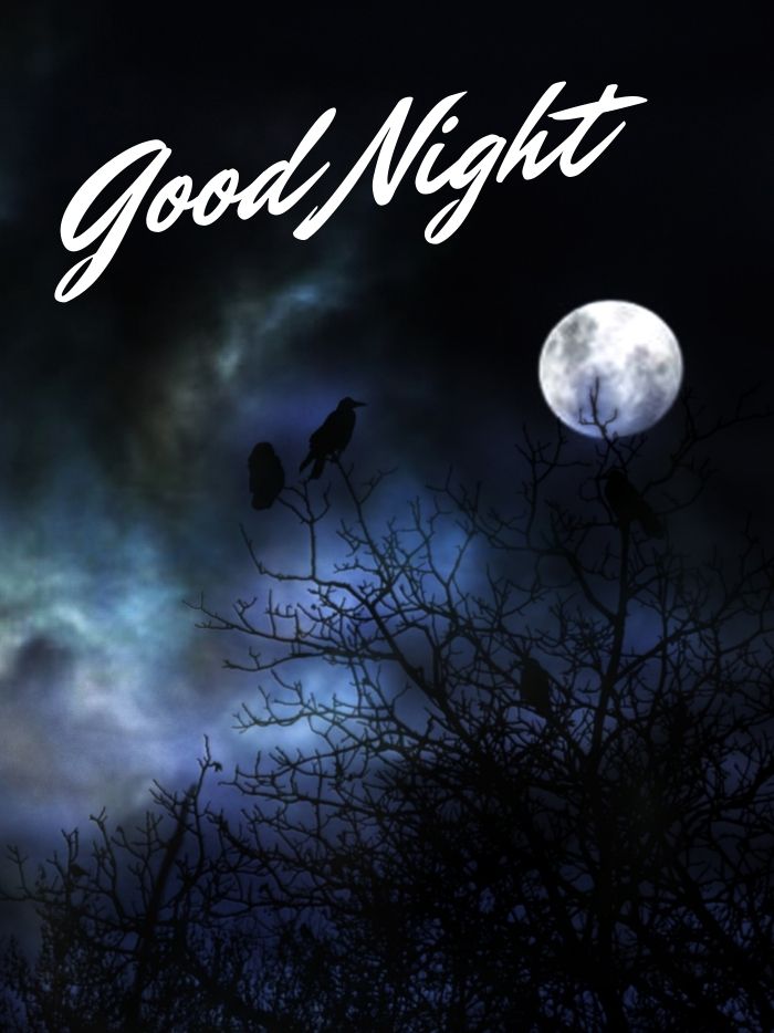 best good night images bird