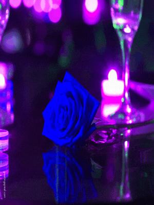 good night gif blue rose