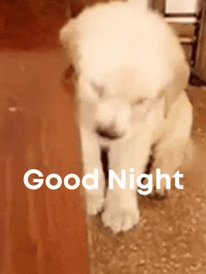 good night gif funny dog