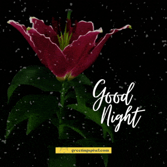 good night gif with flower red rain