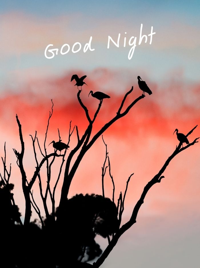 good night images bird aesthetic