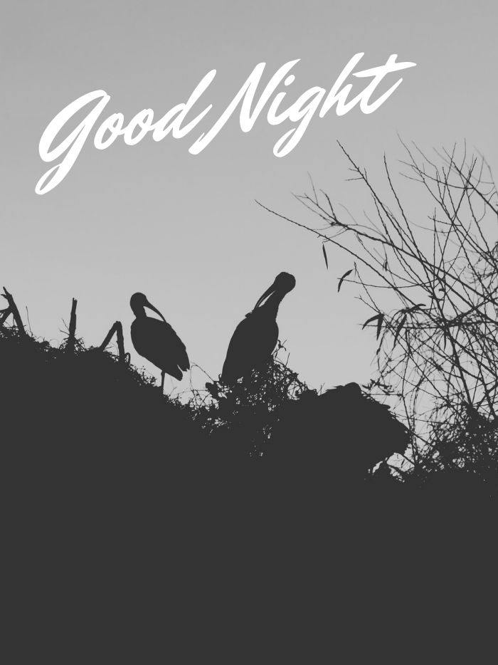 good night images bird black and white