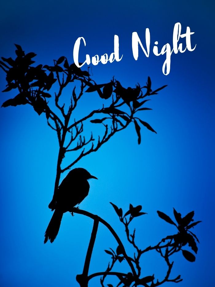 good night images bird